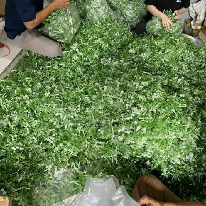 Cỏ Lá Điểm Cắm Hoa Cao Cấp (Nửa Kg)