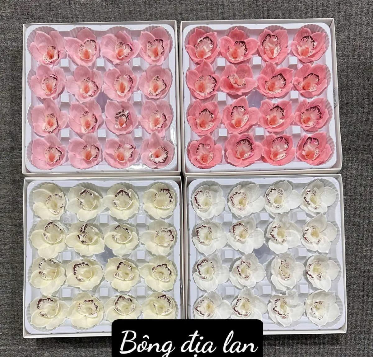 Hoa Sáp Địa Lan VIP (Hộp 16b)